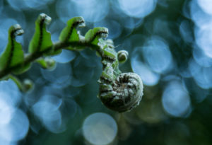 Fern, leaf, detail, blur, Fern, leaf, detail, blur,